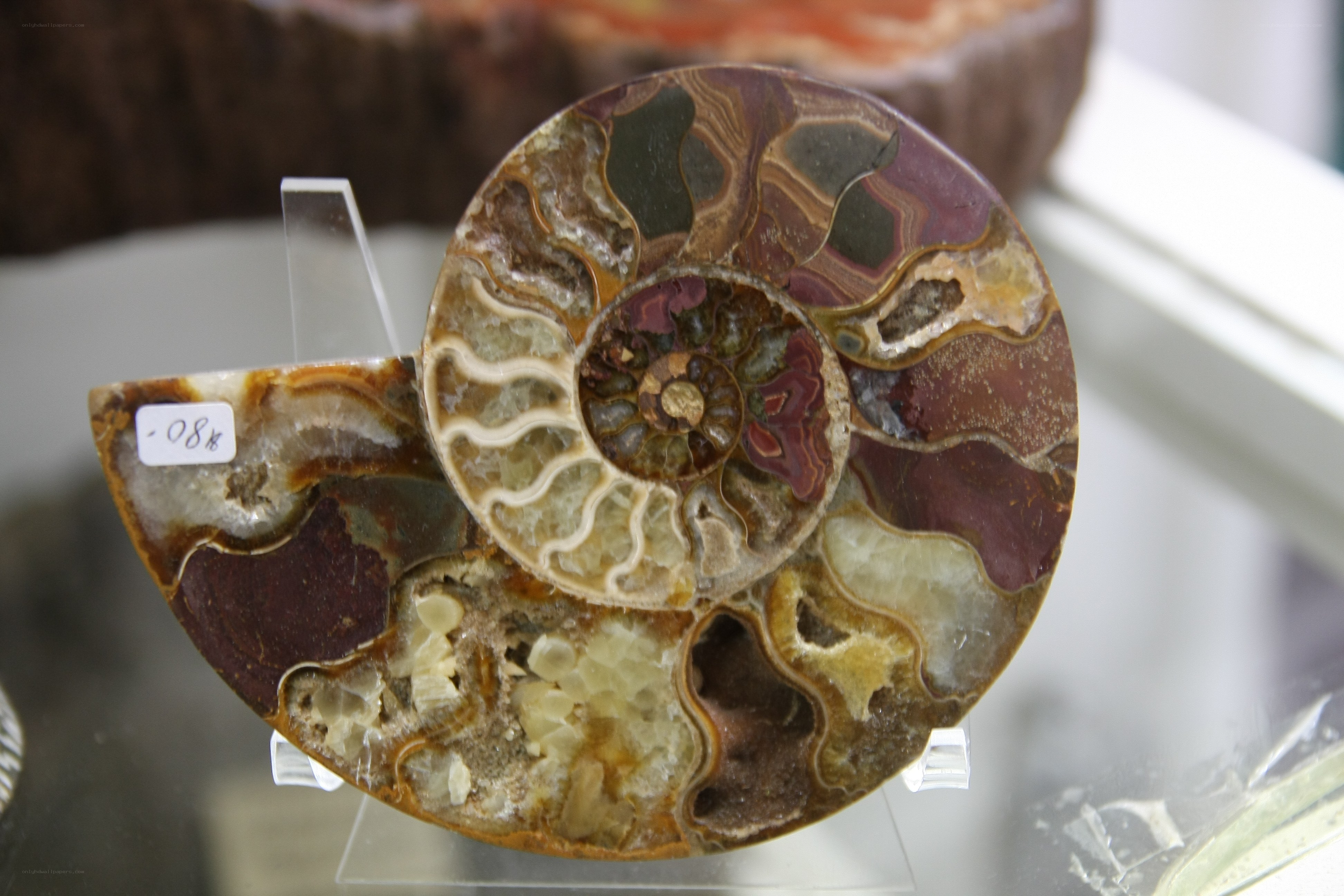 Ammonite fossil specimen