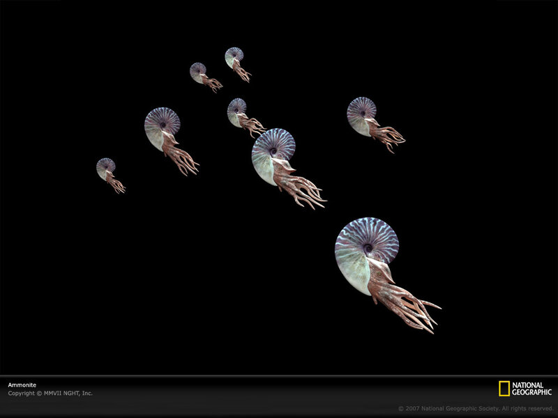 Ammonite sea creatures