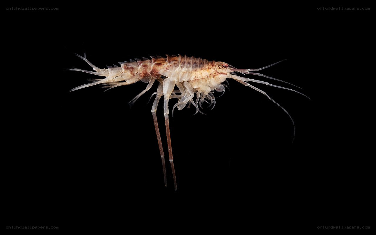 Amphipod crustacean on black background