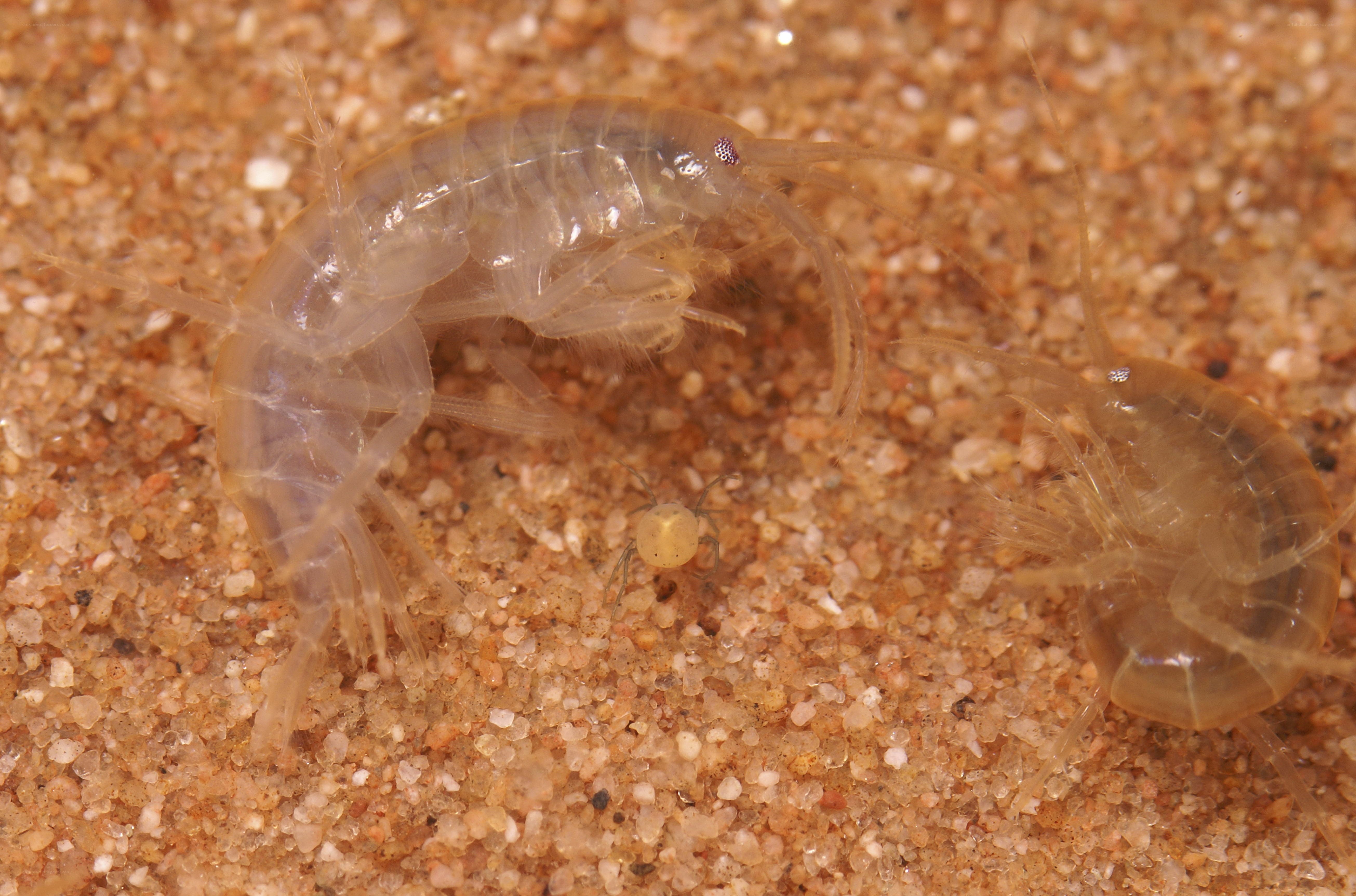 amphipods on sandy substrate