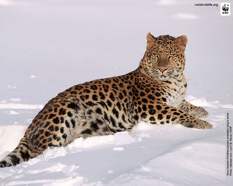 Amur Leopard in Snow