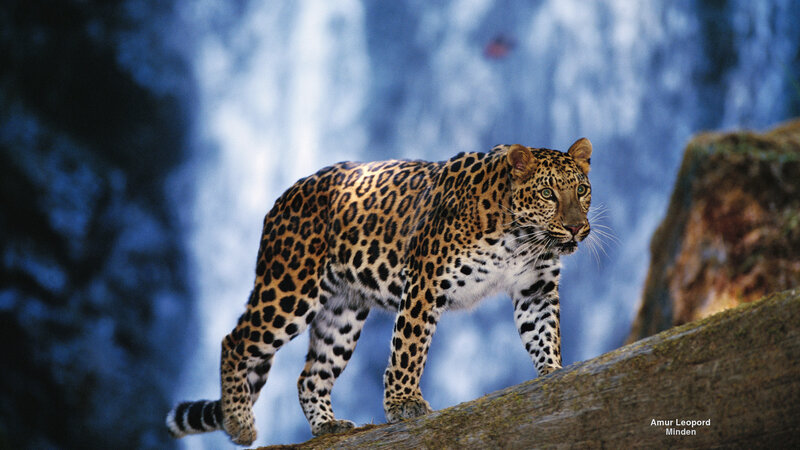 Amur Leopard Walking
