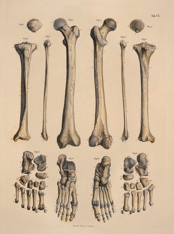 Anatomical bone illustration