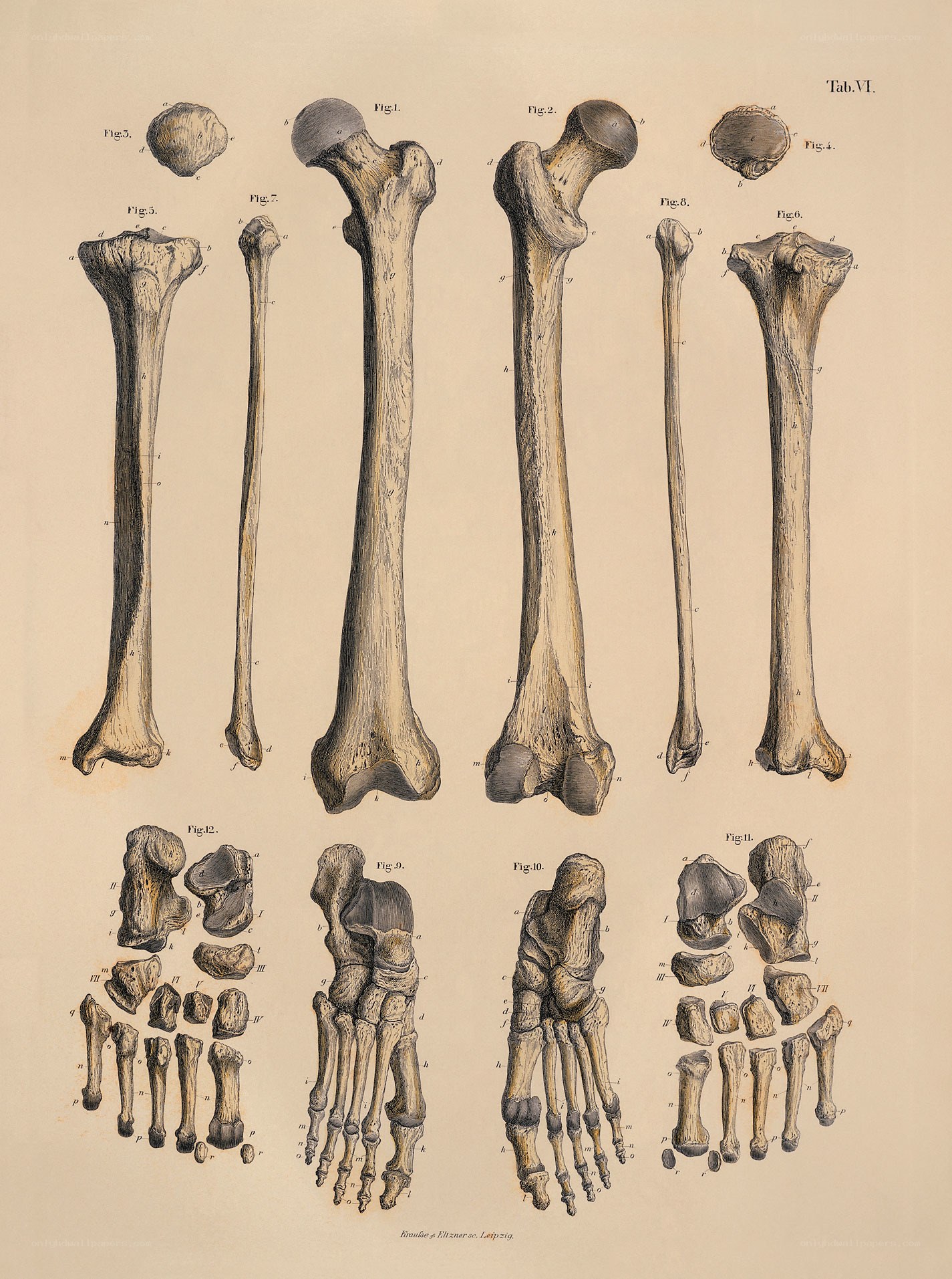 Anatomical bone illustration