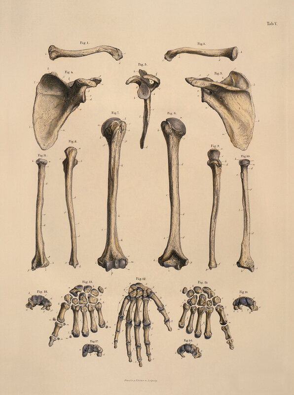 Anatomical bone illustrations