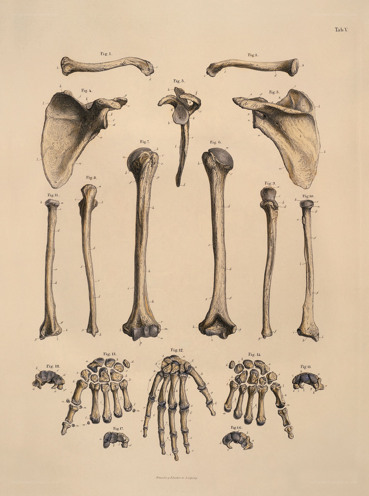 Anatomical bone illustrations