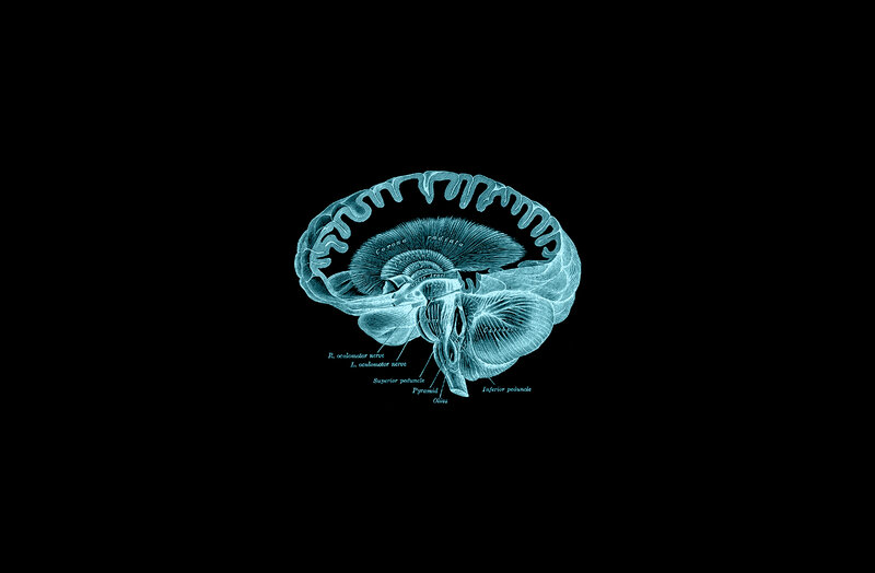 Anatomical Brain Diagram — Teal