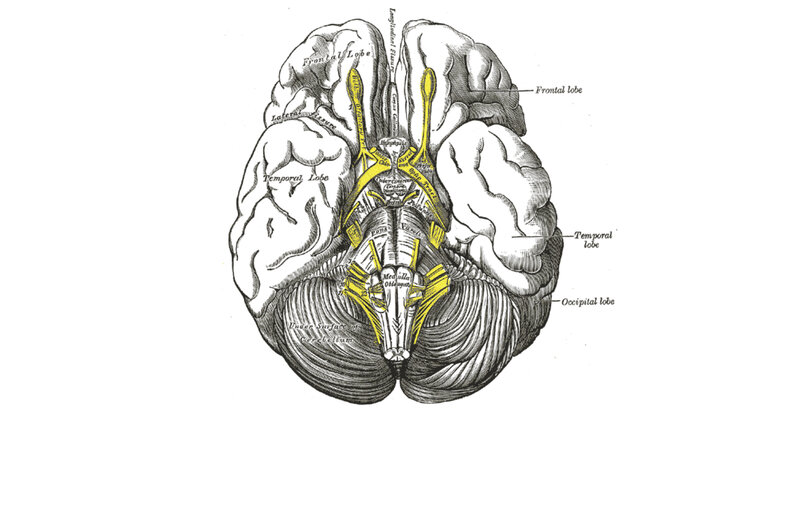 anatomical brain diagram