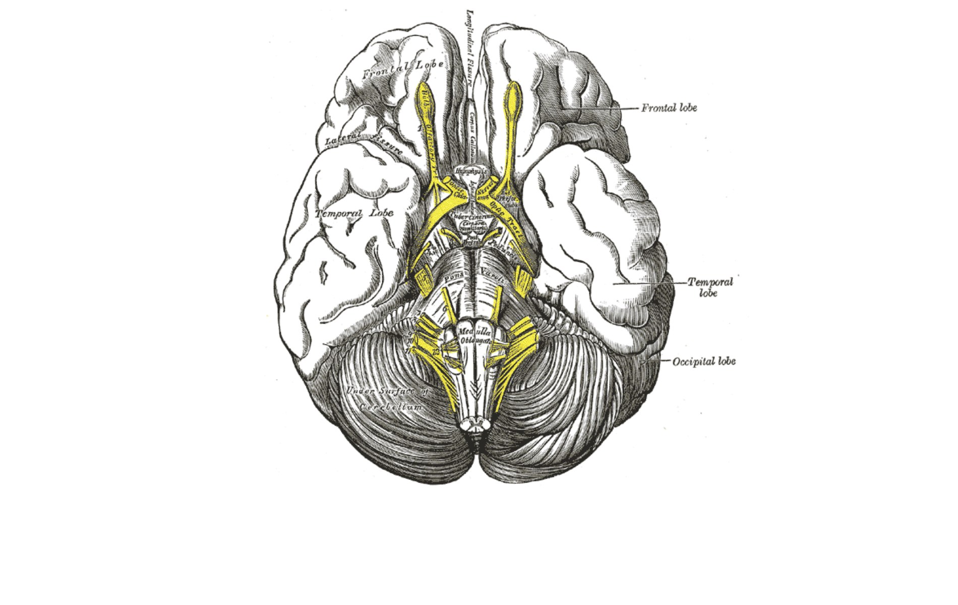 anatomical brain diagram