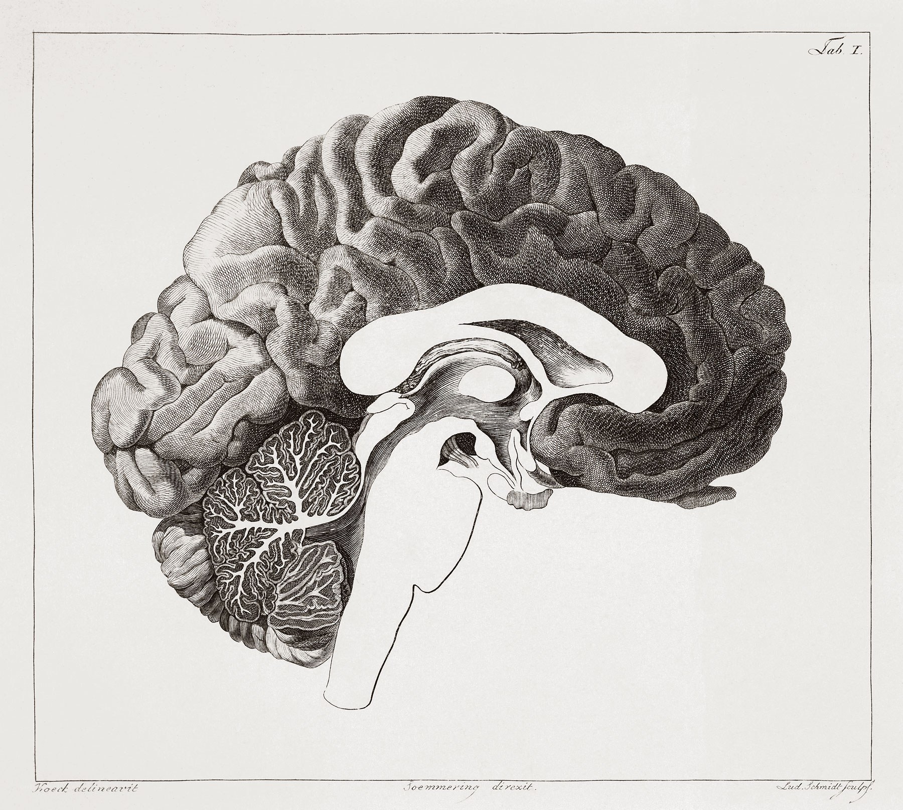 Anatomical brain illustration