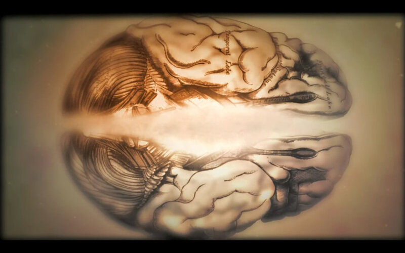 anatomical brain illustration