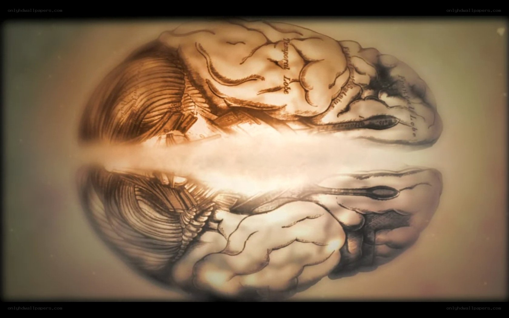 anatomical brain illustration