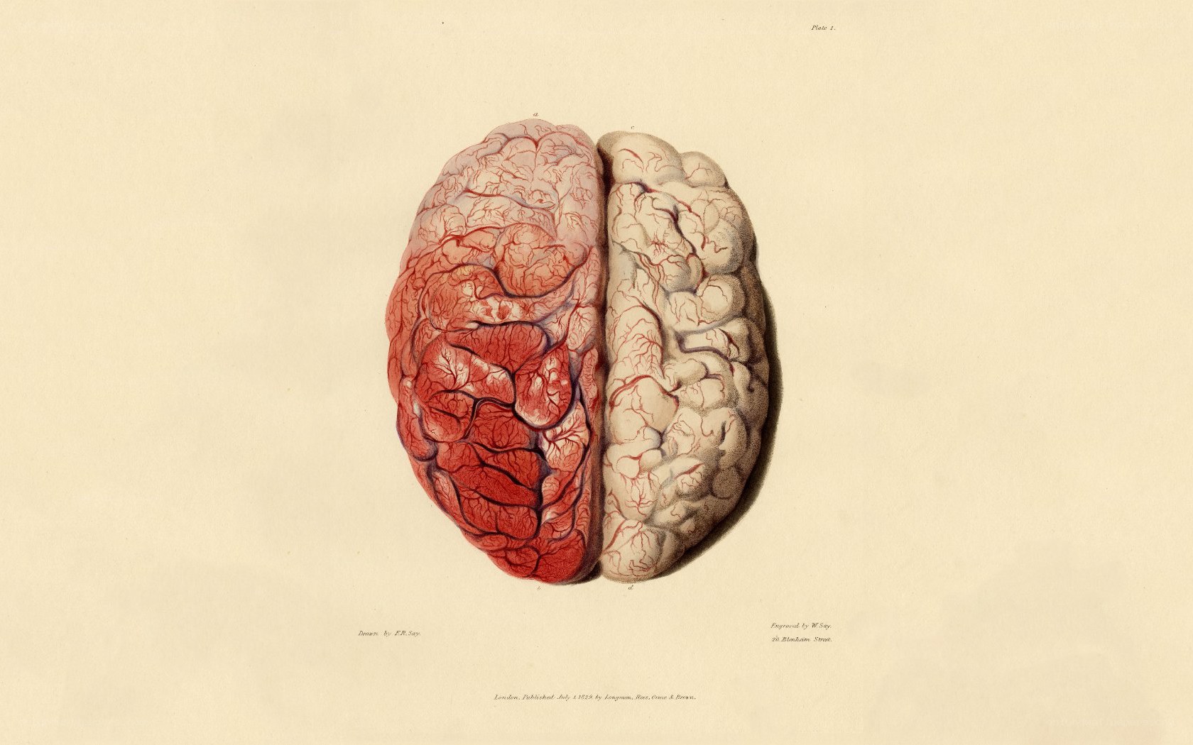 Anatomical brain illustration