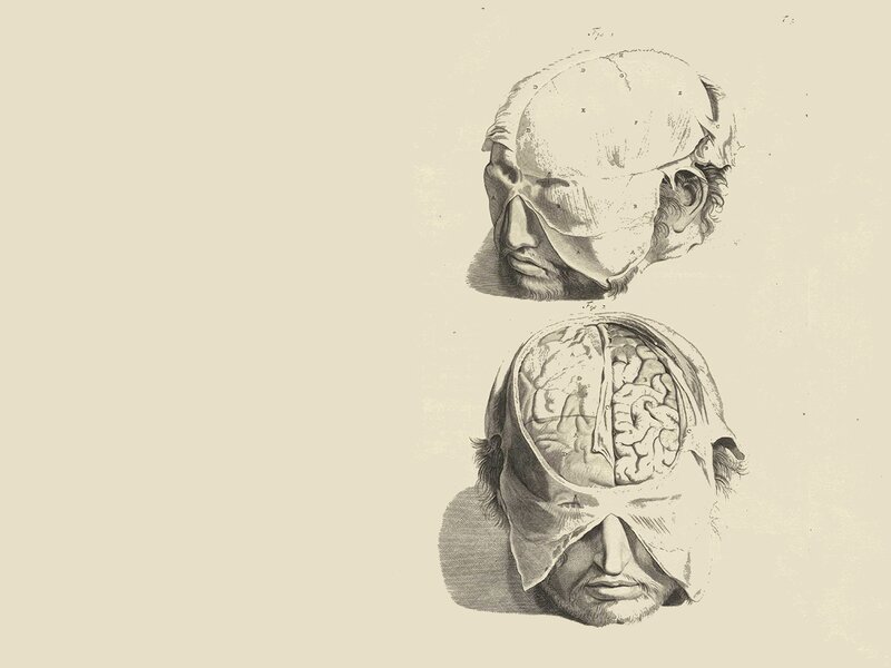 Anatomical Brain Illustration — Beige