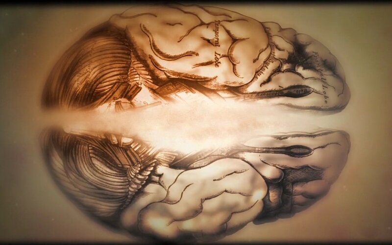 Anatomical Brain Illustration — Brown
