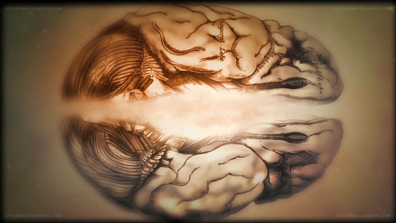 anatomical brain illustration