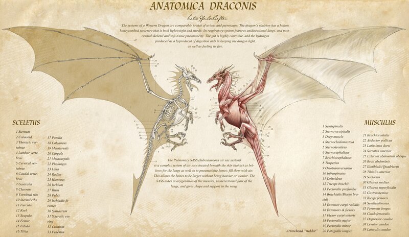 Anatomical diagram of a dragon