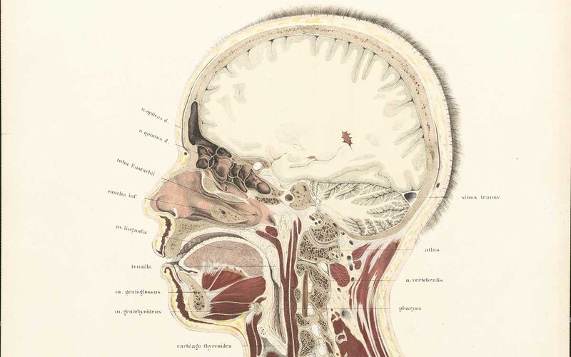 anatomical diagram of head and neck