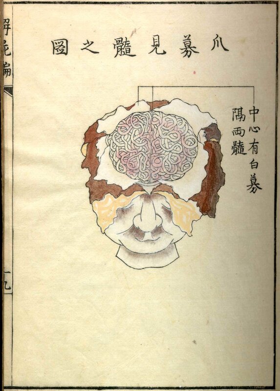 Anatomical diagram of the brain