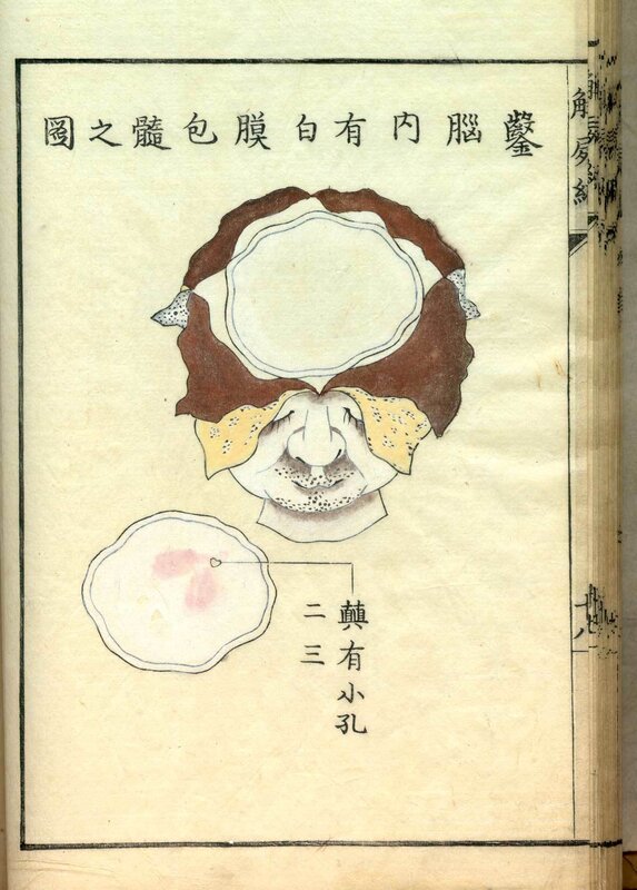 Anatomical diagram of the brain