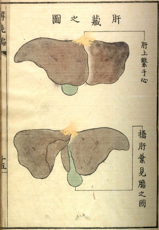 Anatomical diagram of the liver