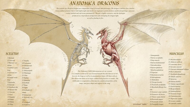 Anatomical Dragon Diagram
