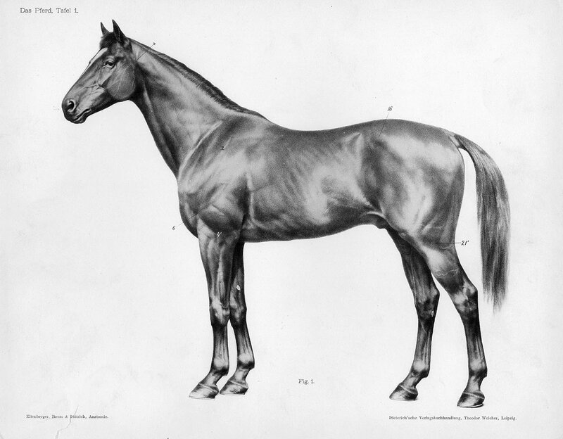 Anatomical Drawing of a Horse