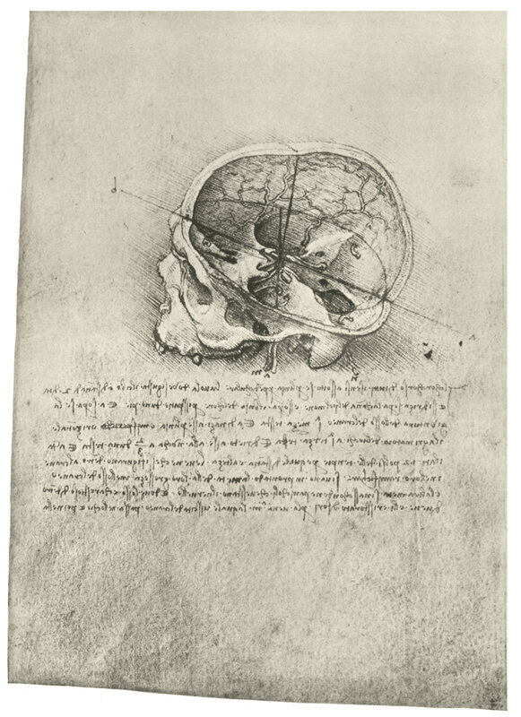 Anatomical drawing of a skull