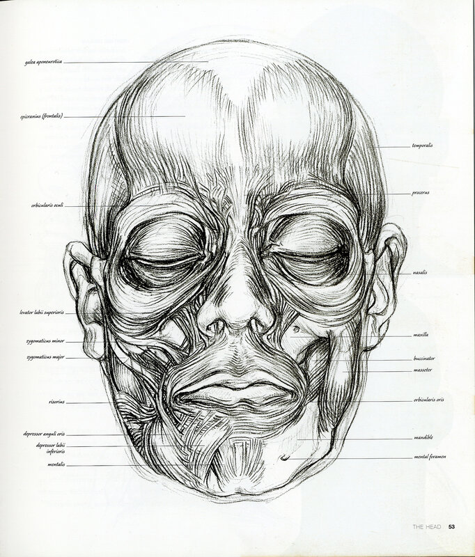Anatomical drawing of facial muscles