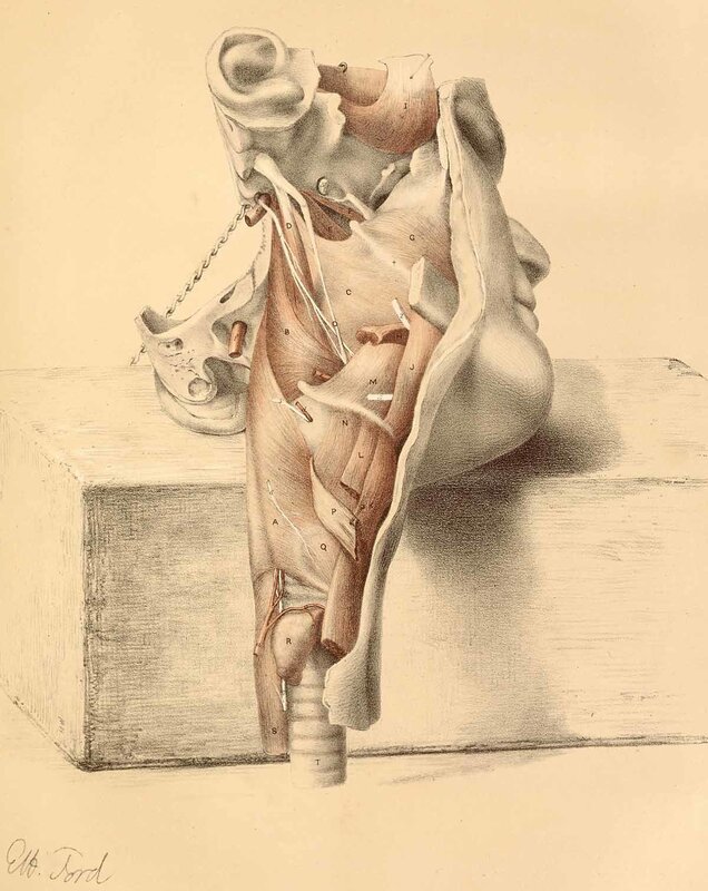 Anatomical drawing of leg muscles