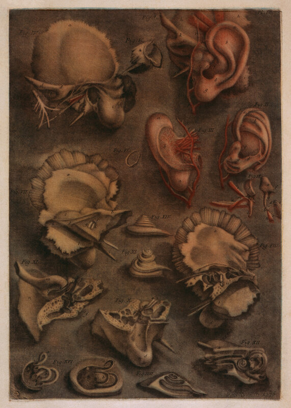 Anatomical ear illustrations