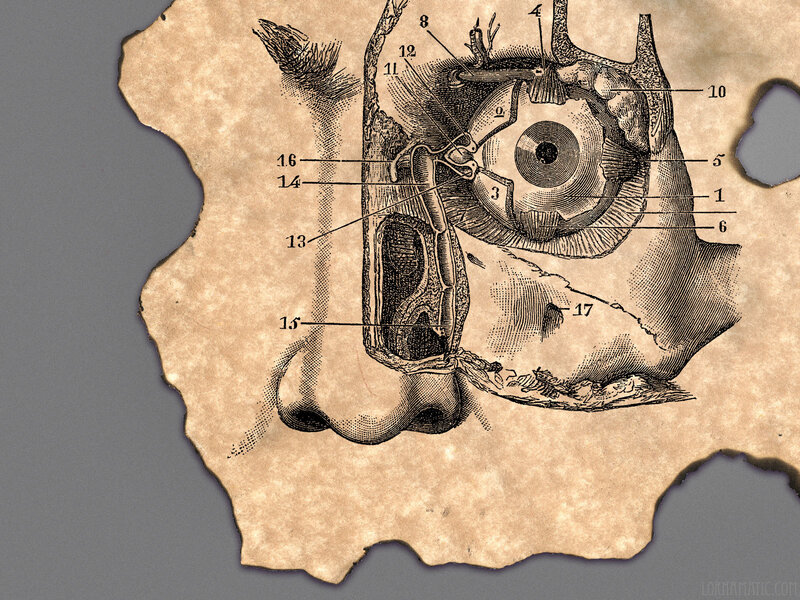 Anatomical eye diagram