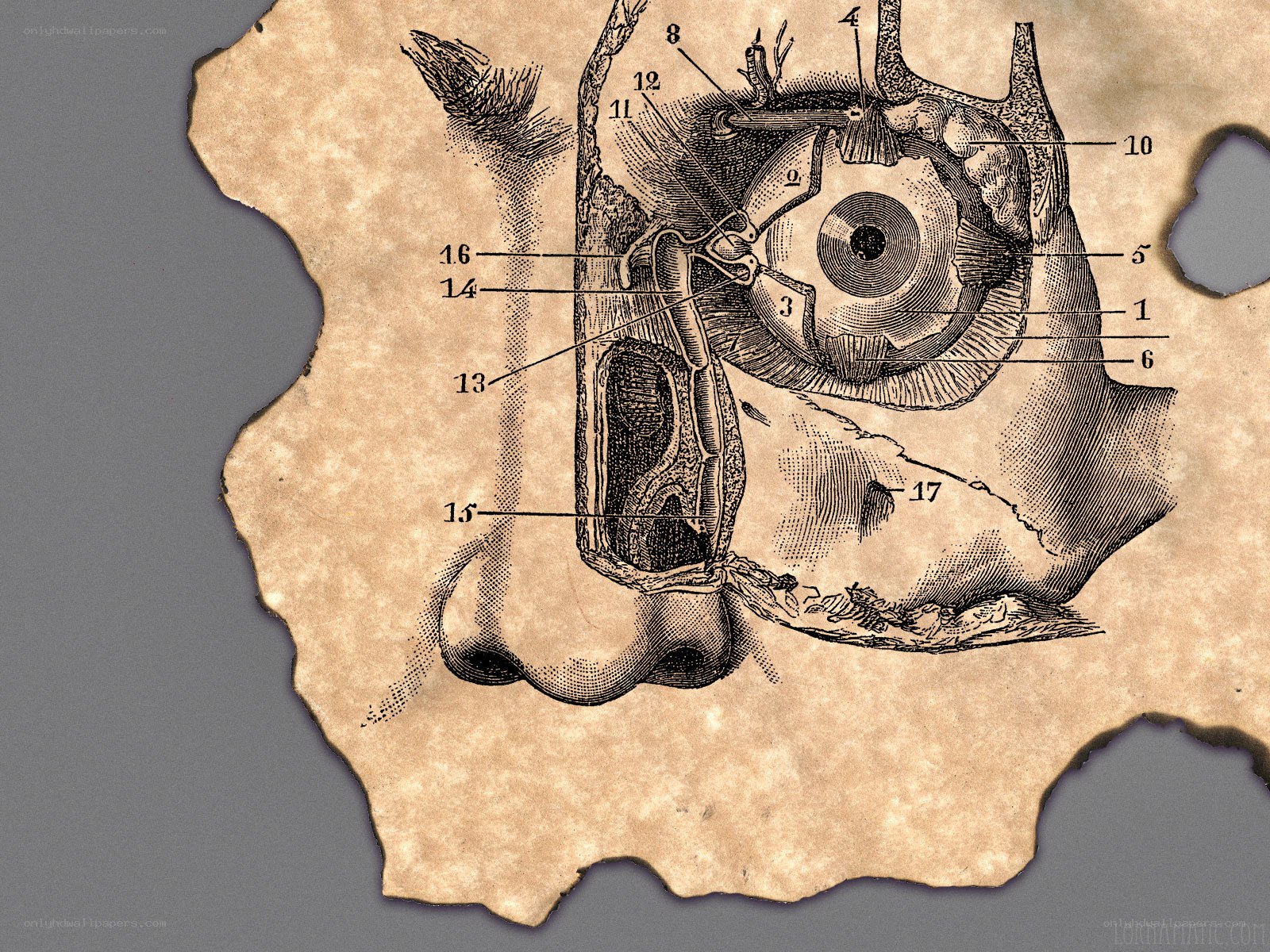 Anatomical eye diagram