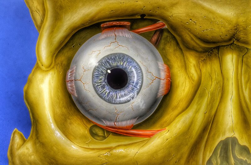 Anatomical Eye Illustration