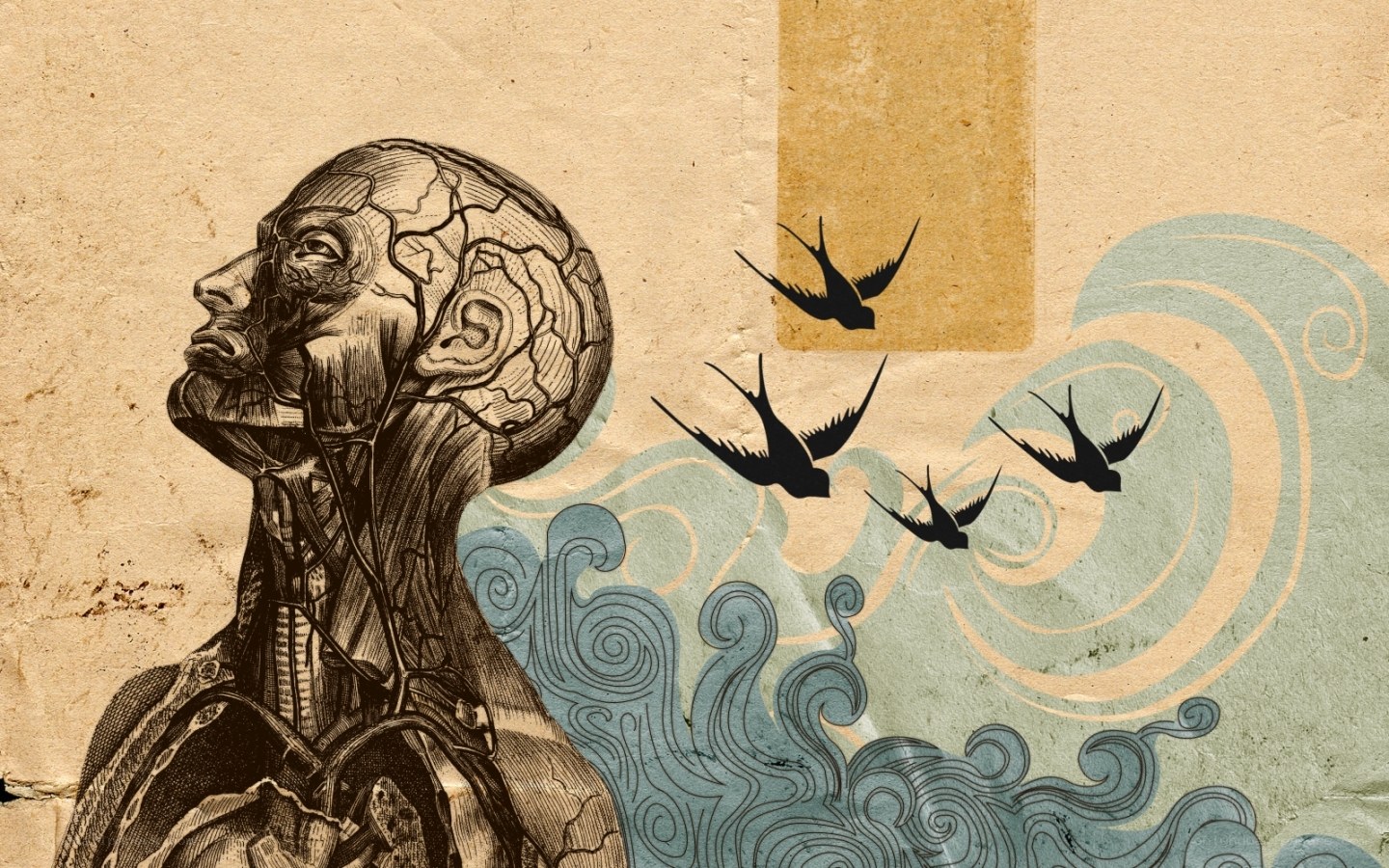 anatomical figure with birds