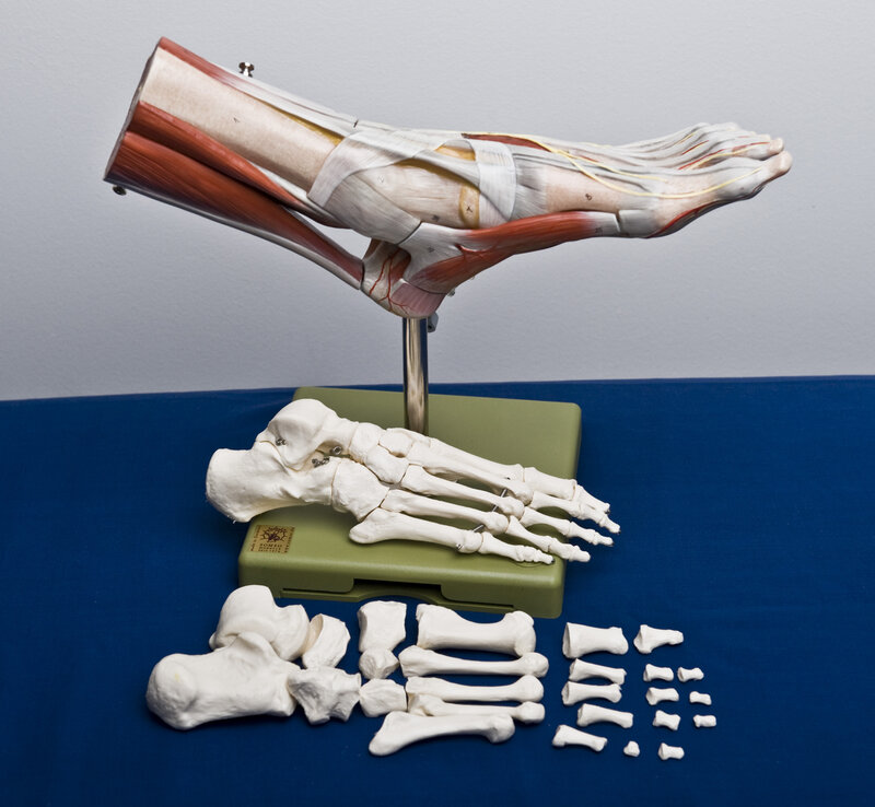 Anatomical foot model