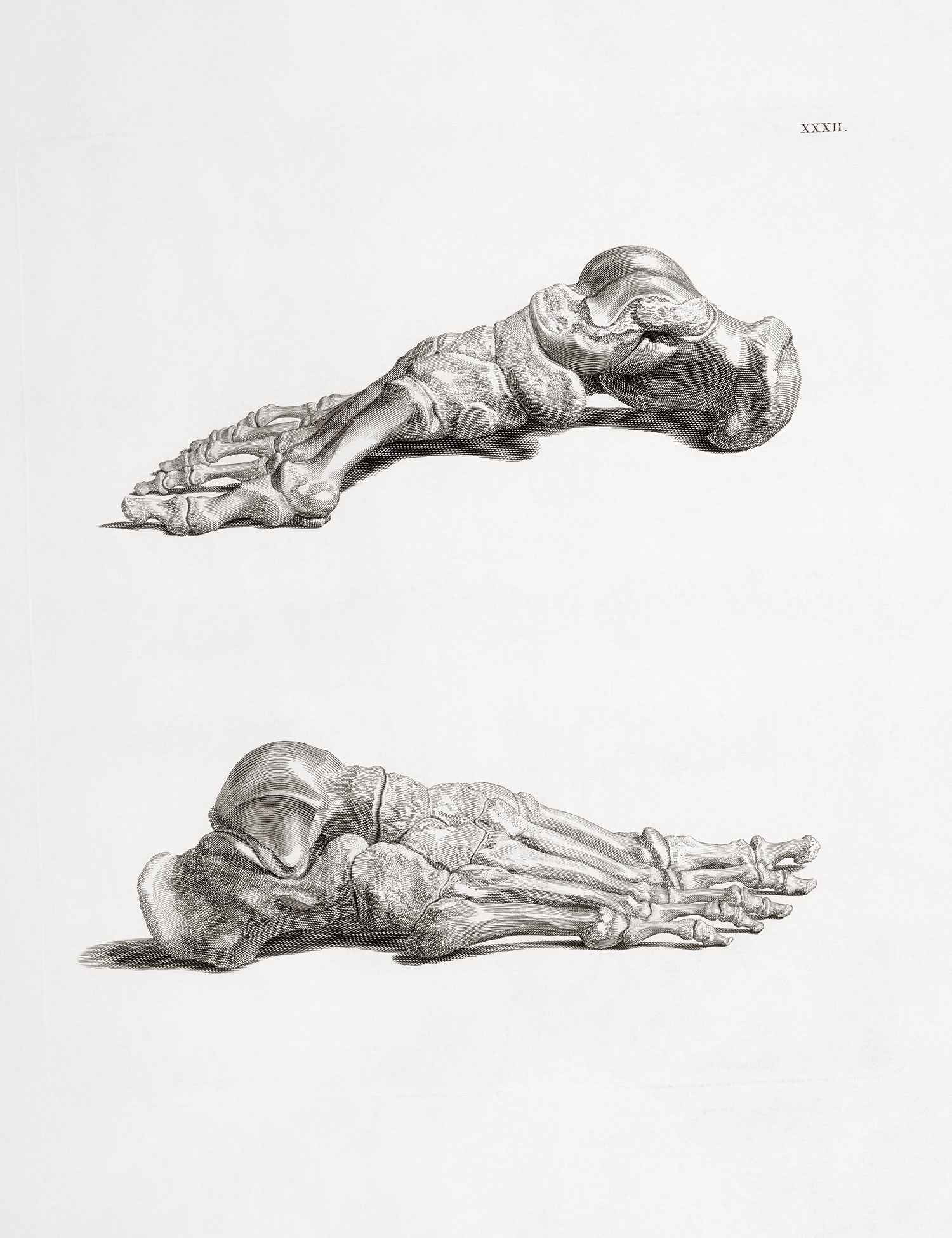 Anatomical foot skeleton illustration