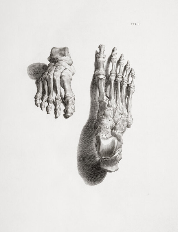 Anatomical foot skeleton illustration