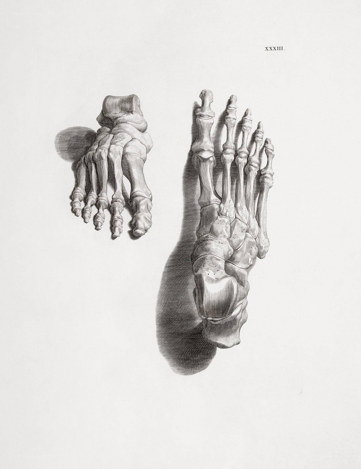 Anatomical foot skeleton illustration