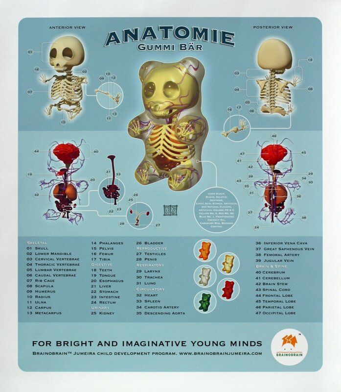 Anatomical gummy bear chart