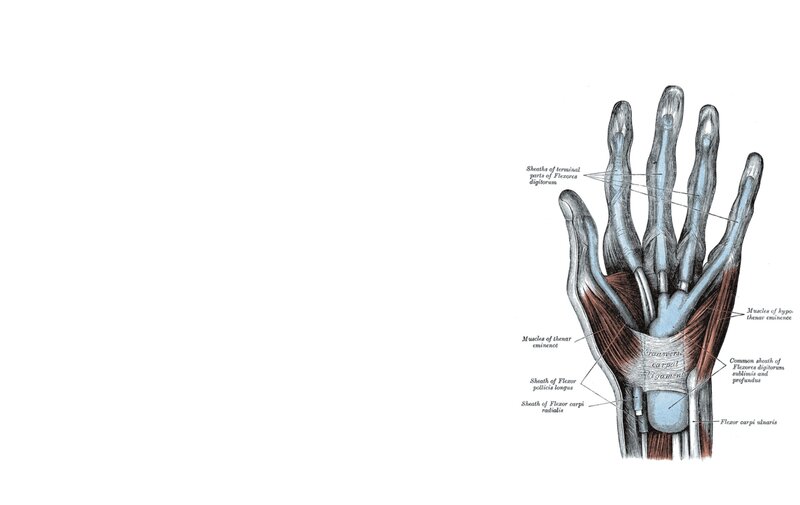 Anatomical Hand Diagram — Blue