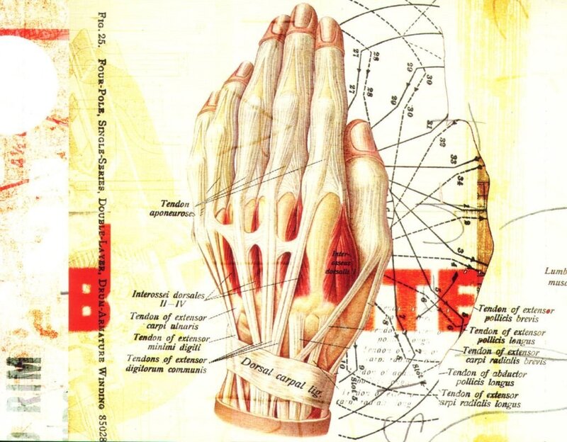 Anatomical hand diagram