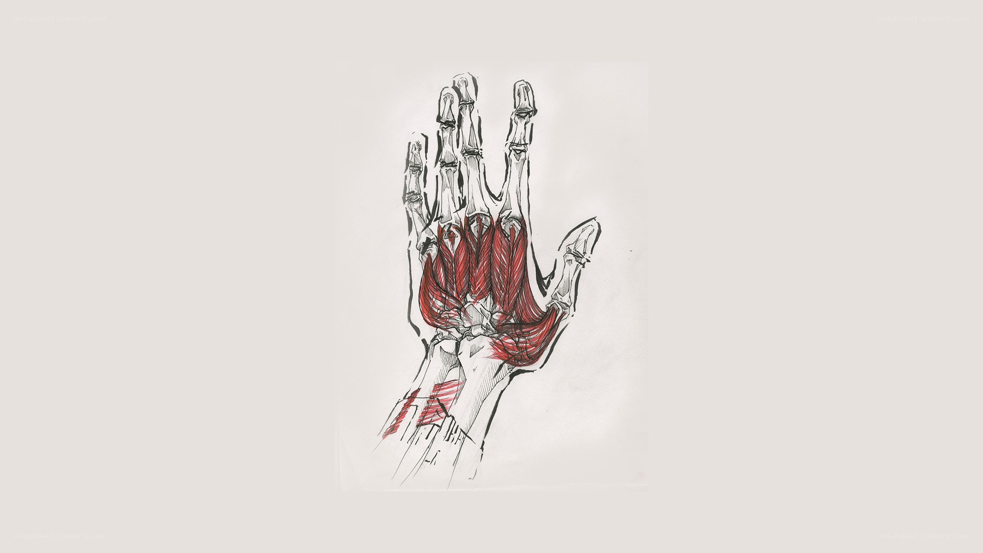 anatomical hand drawing