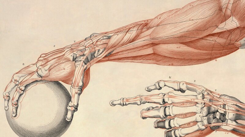 Anatomical Hand Illustration — Red, Clinical