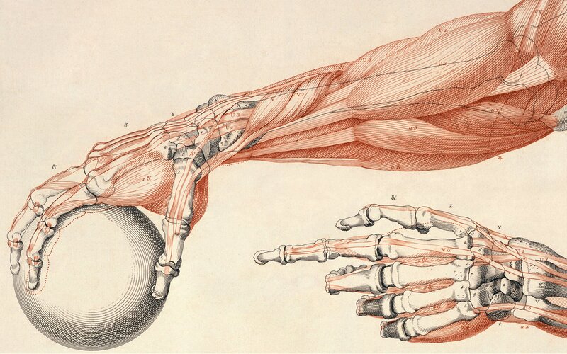 Anatomical Hand Illustration — Red