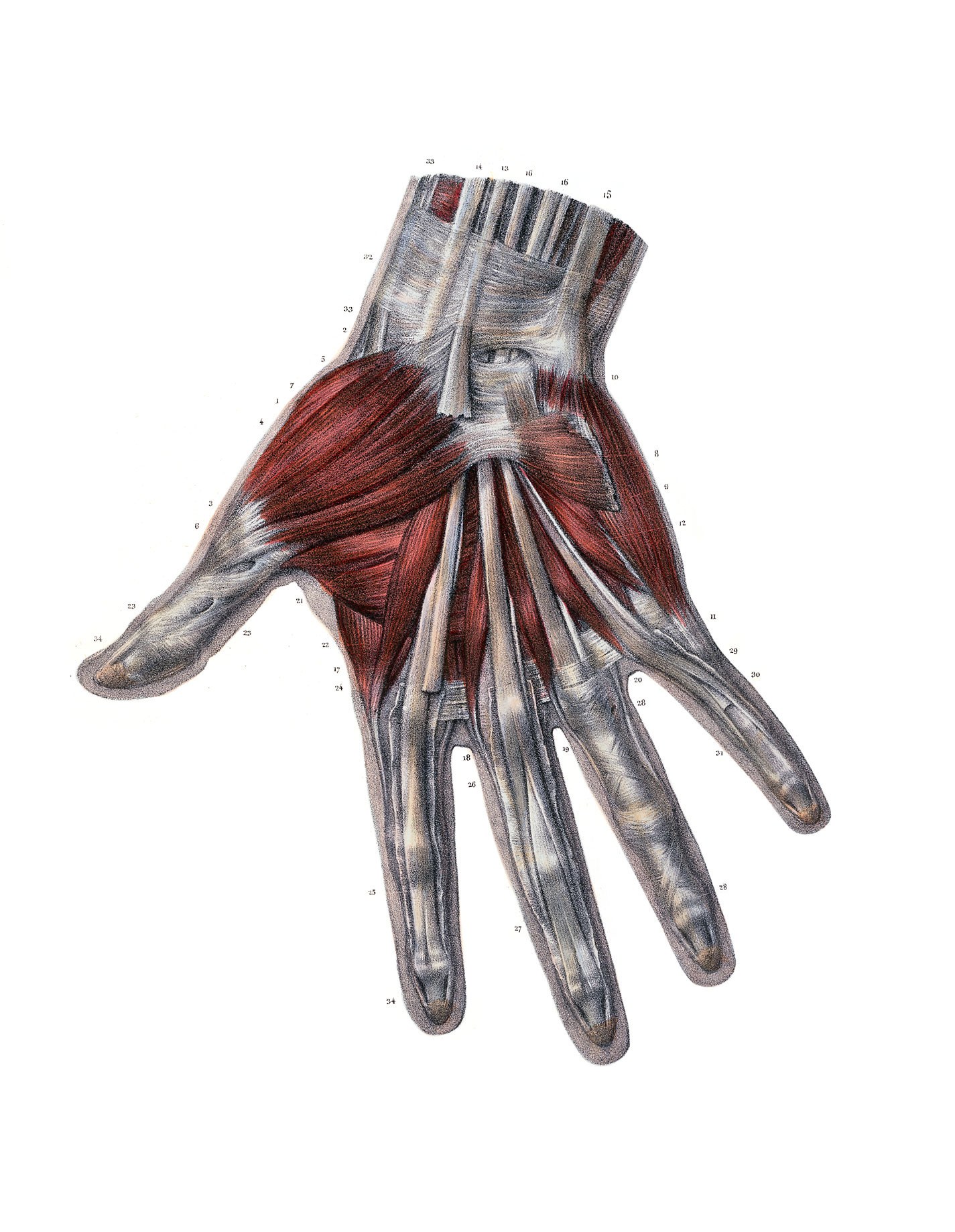 Anatomical hand muscles