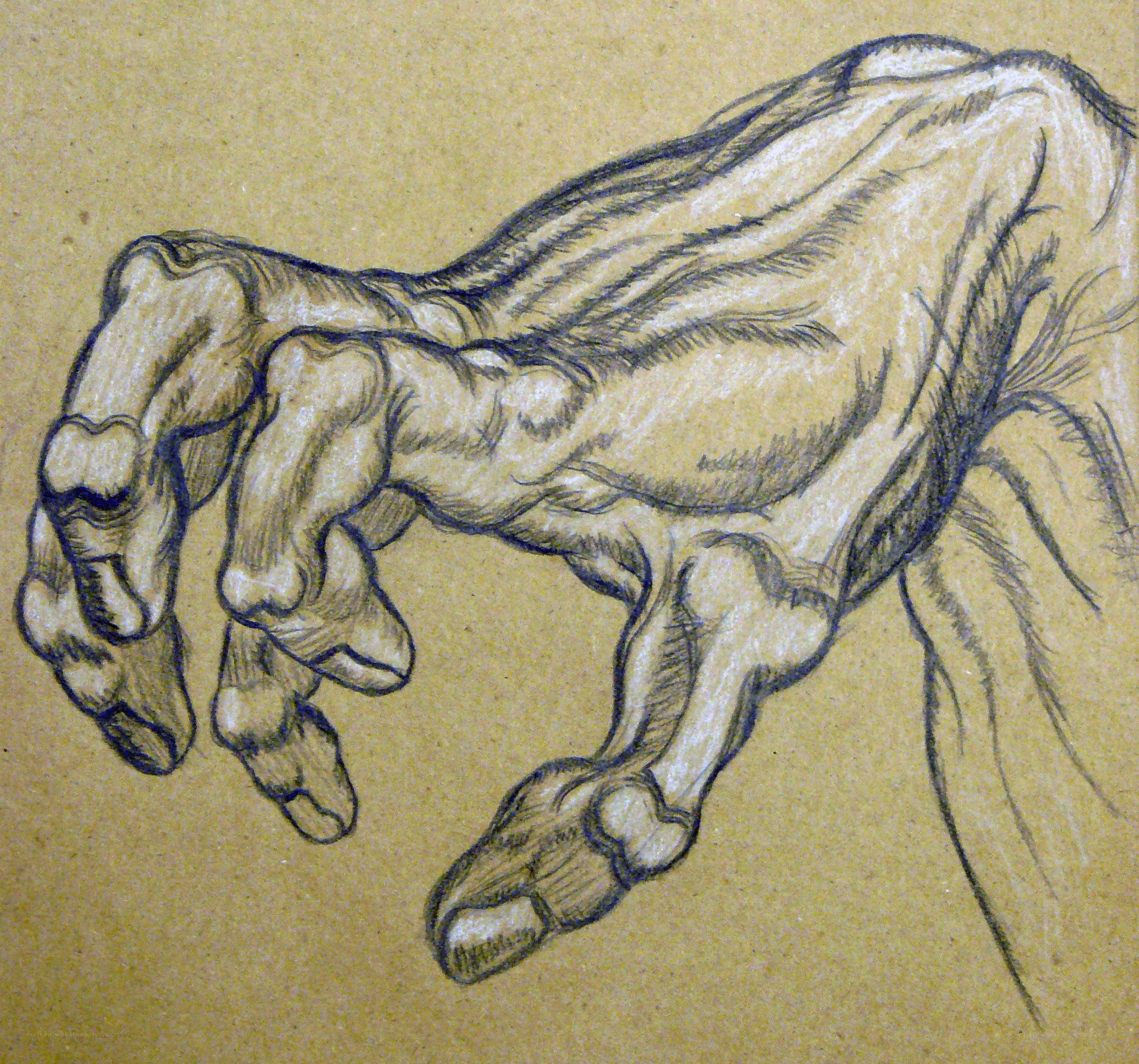 anatomical hand sketch
