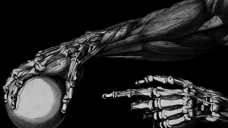 Anatomical Hands Illustration