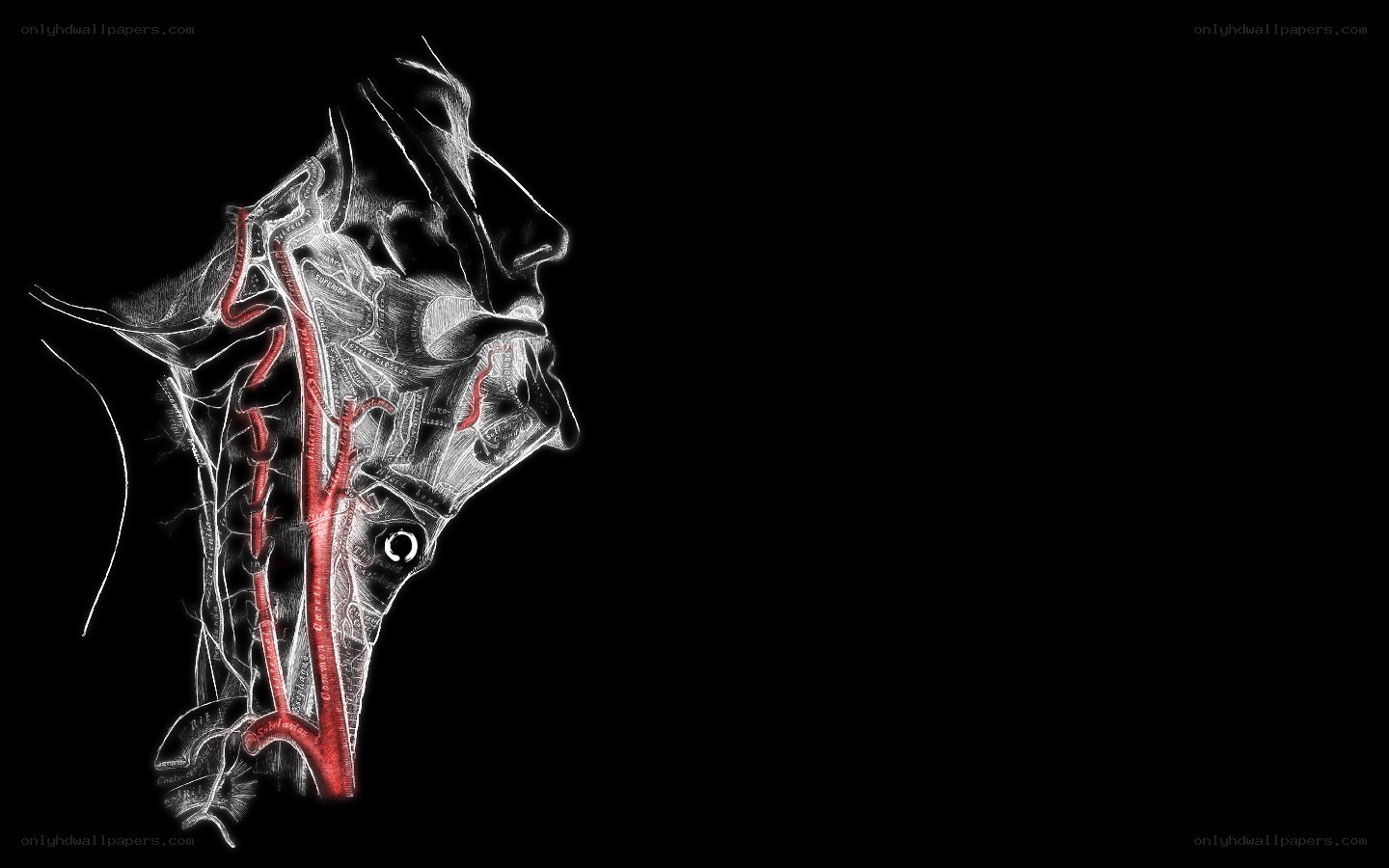 anatomical head and neck illustration
