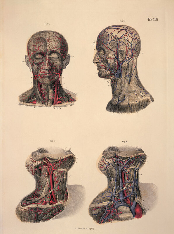 Anatomical head and neck vessels